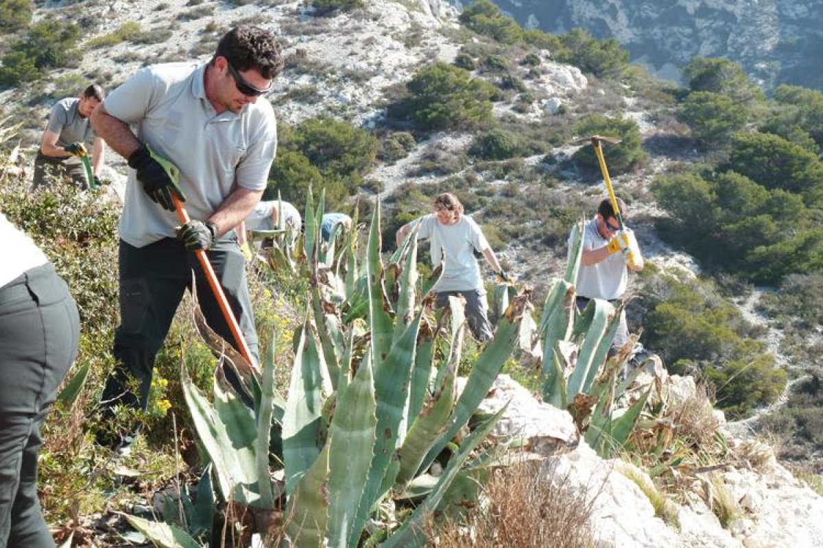 Espèces exotiques envahissantes : le maillon faible des projets qui se disent « écologiques »