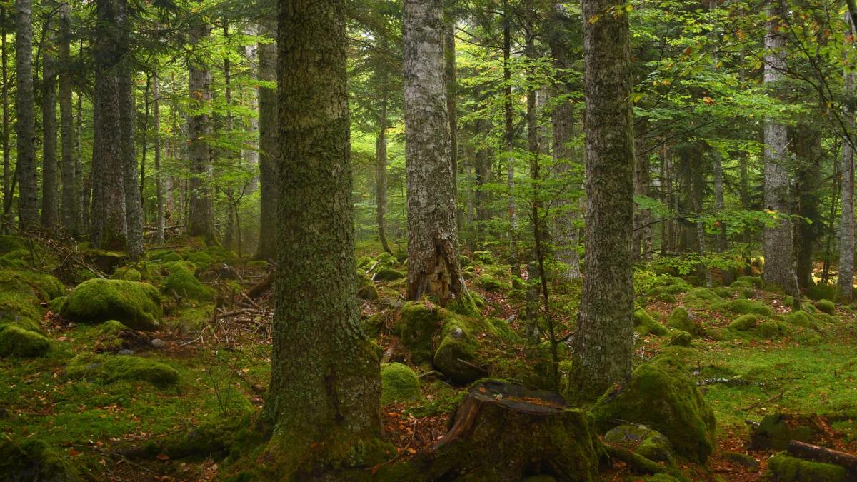 Vers un « Paiement pour Services Écosystémiques Urbains » 